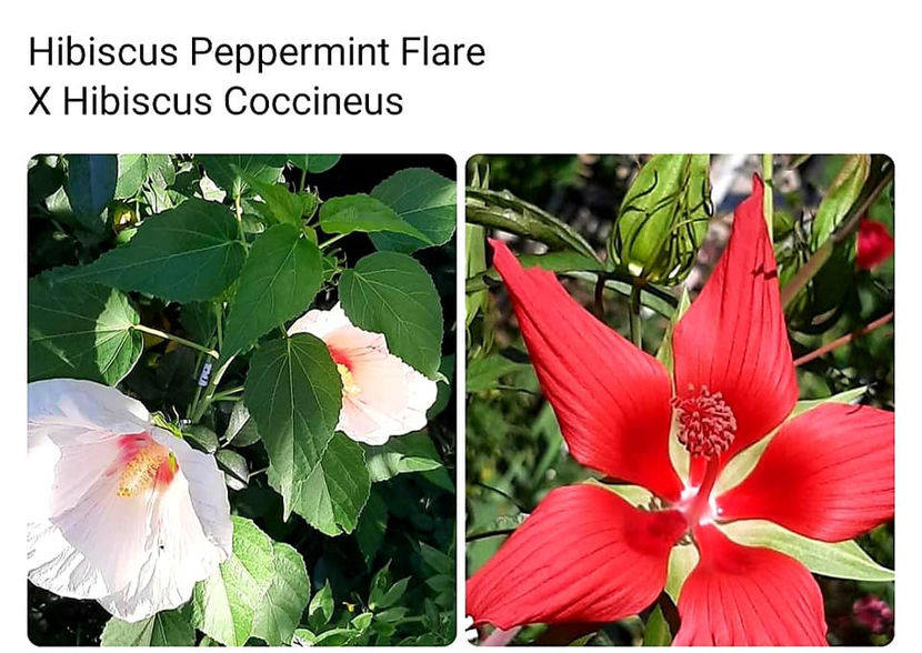  - 00-De vanzare seminte hibiscus moscheutos pachet mixt