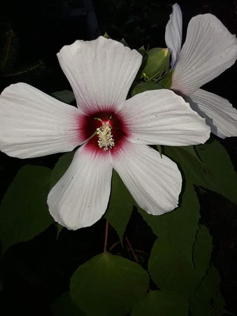  - 00-De vanzare seminte hibiscus moscheutos pachet mixt