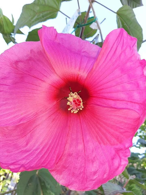  - 00-De vanzare seminte hibiscus moscheutos pachet mixt