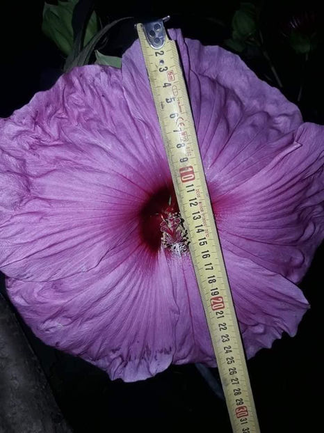  - 00-De vanzare seminte hibiscus moscheutos pachet mixt