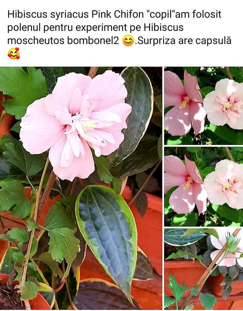  - 00-De vanzare seminte hibiscus moscheutos pachet mixt