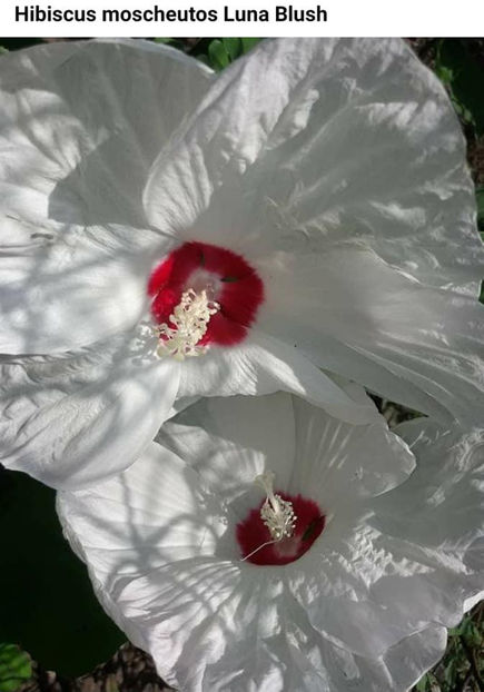  - 00-De vanzare seminte hibiscus moscheutos pachet mixt