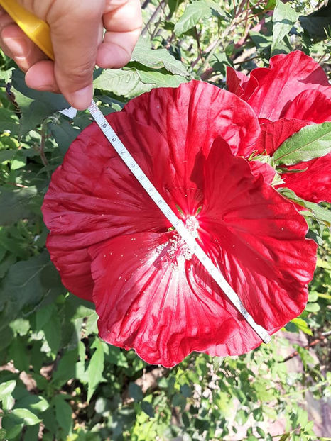  - 00-De vanzare seminte hibiscus moscheutos pachet mixt