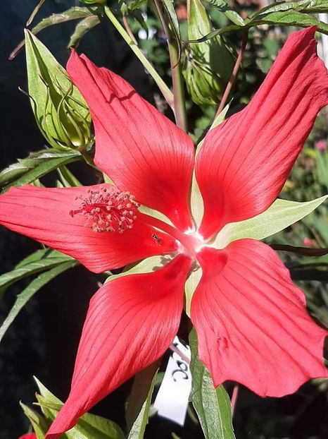  - 00-De vanzare seminte hibiscus moscheutos pachet mixt