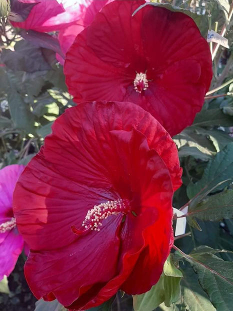  - 00-De vanzare seminte hibiscus moscheutos pachet mixt