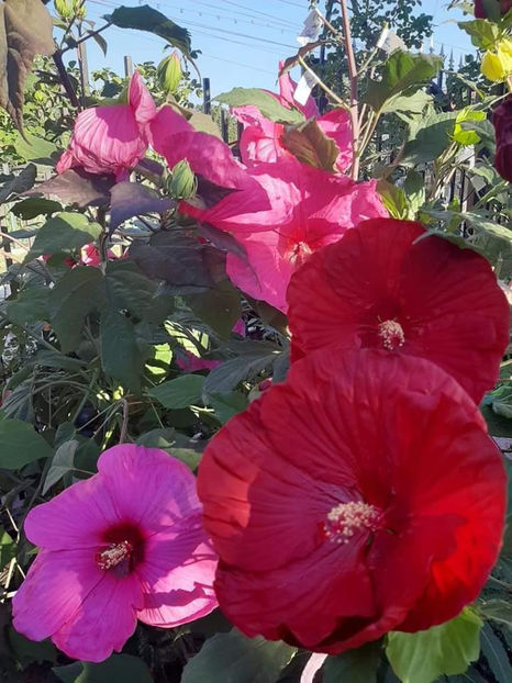  - 00-De vanzare seminte hibiscus moscheutos pachet mixt