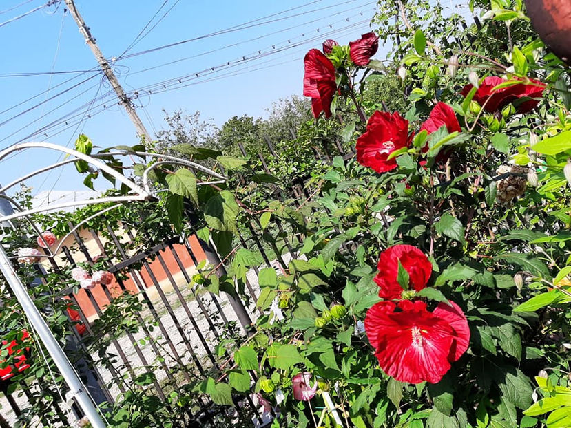  - 00-De vanzare seminte hibiscus moscheutos pachet mixt