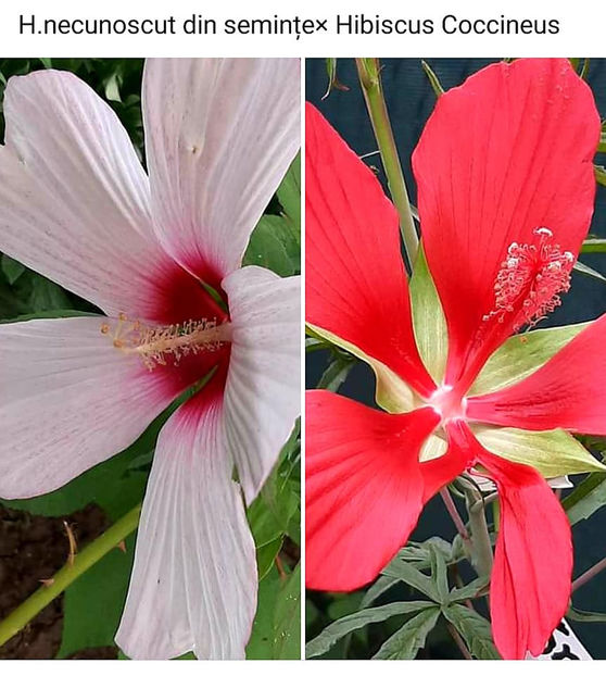  - 00-De vanzare seminte hibiscus moscheutos pachet mixt