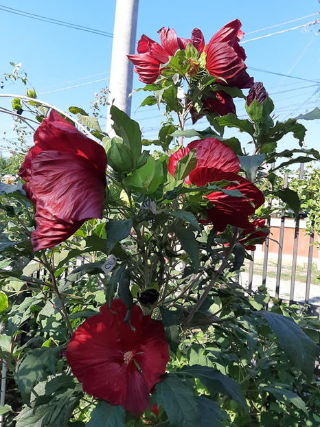  - 00-De vanzare seminte hibiscus moscheutos pachet mixt