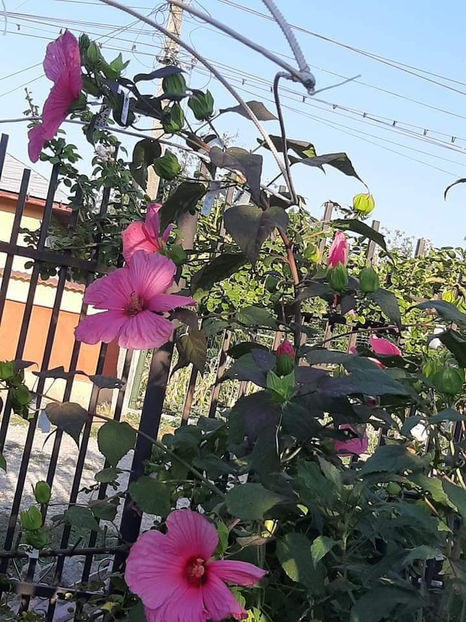  - 00-De vanzare seminte hibiscus moscheutos pachet mixt