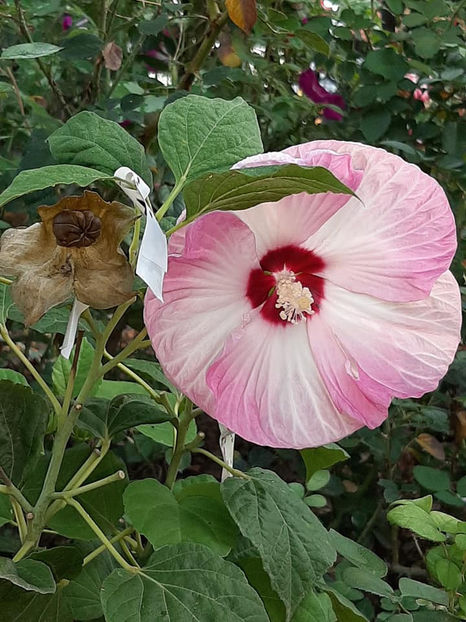  - 00-De vanzare seminte hibiscus moscheutos pachet mixt