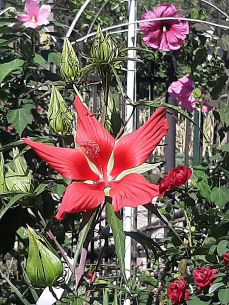 - 00-De vanzare seminte hibiscus moscheutos pachet mixt