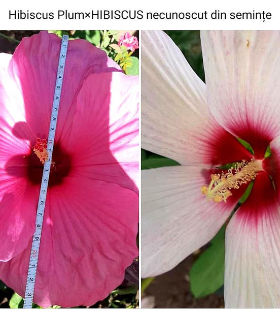  - 00-De vanzare seminte hibiscus moscheutos pachet mixt