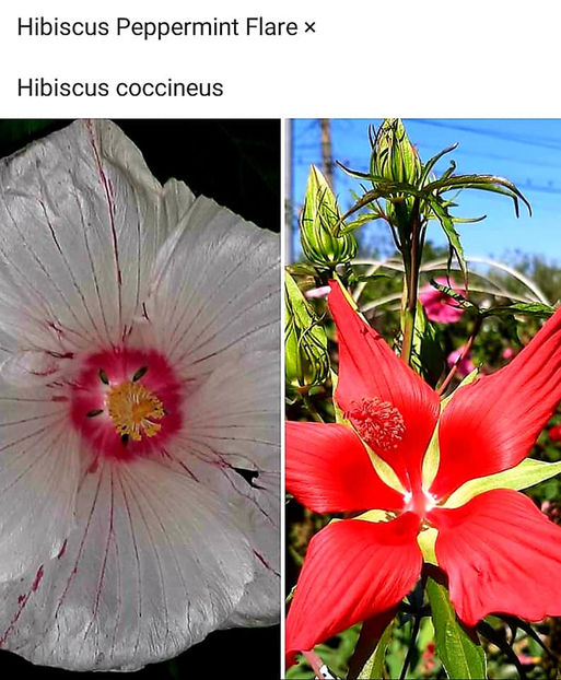  - 00-De vanzare seminte hibiscus moscheutos pachet mixt