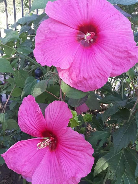  - 00-De vanzare seminte hibiscus moscheutos pachet mixt