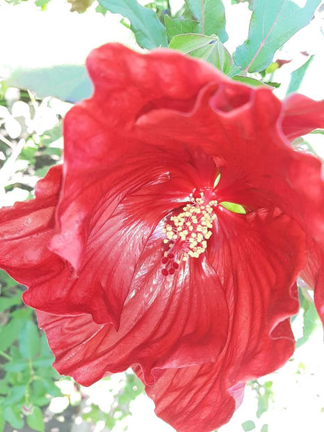  - 00-De vanzare seminte hibiscus moscheutos pachet mixt