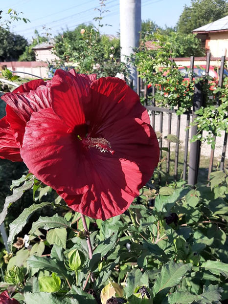  - 00-De vanzare seminte hibiscus moscheutos pachet mixt