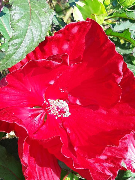  - 00-De vanzare seminte hibiscus moscheutos pachet mixt