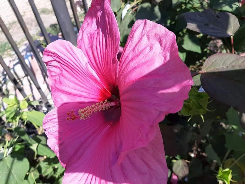  - 00-De vanzare seminte hibiscus moscheutos pachet mixt