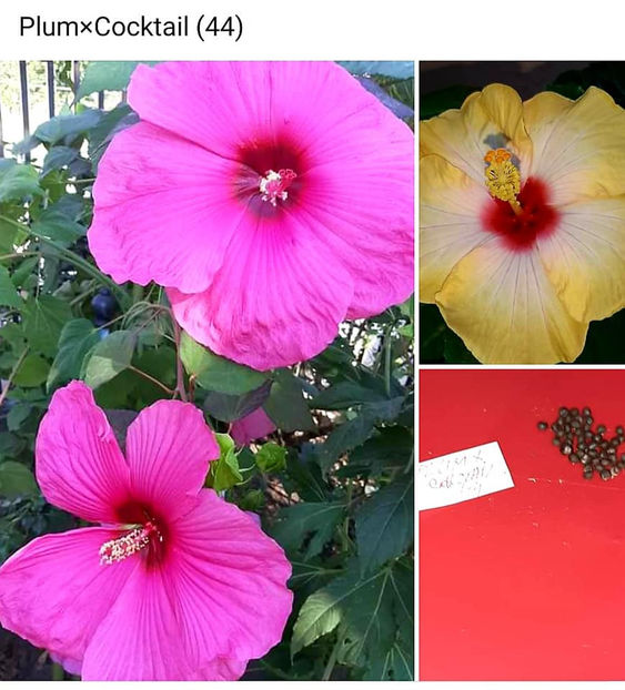  - 00-De vanzare seminte hibiscus moscheutos pachet mixt