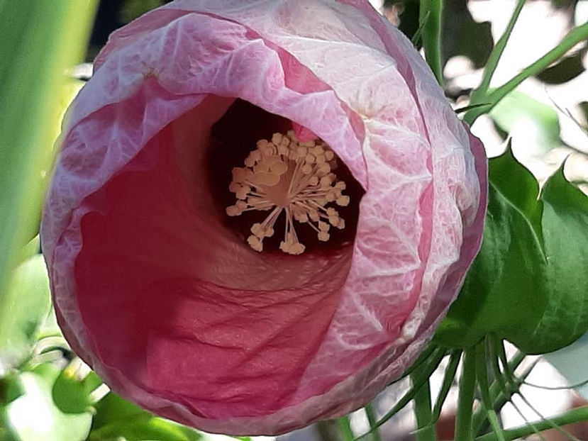  - 00-De vanzare seminte hibiscus moscheutos pachet mixt