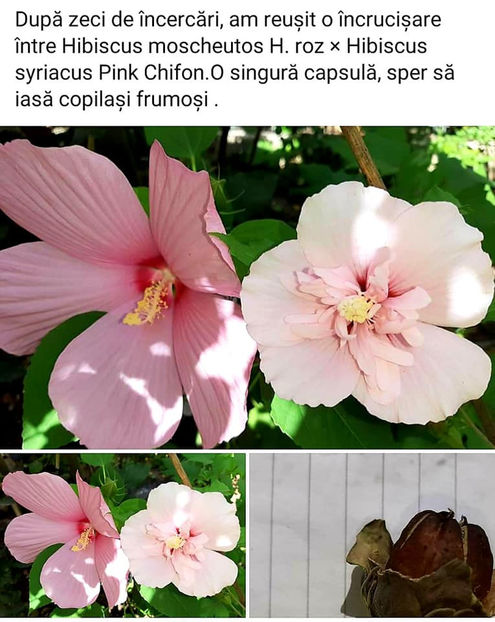  - 00-De vanzare seminte hibiscus moscheutos pachet mixt