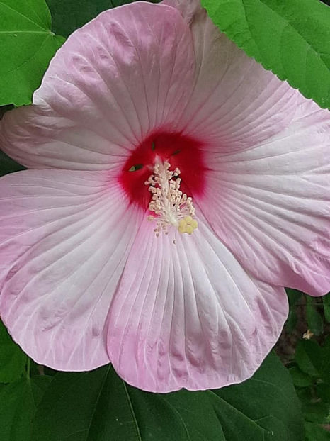  - 00-De vanzare seminte hibiscus moscheutos pachet mixt