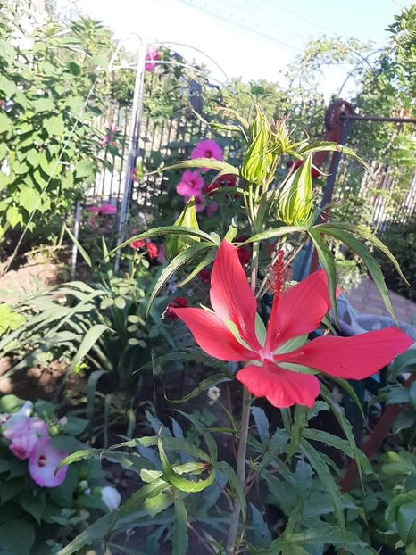  - 00-De vanzare seminte hibiscus moscheutos pachet mixt