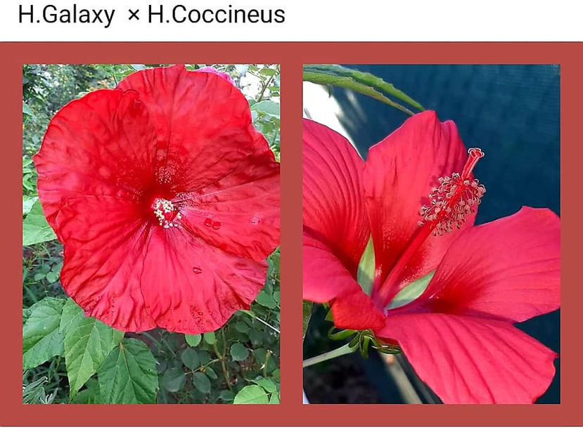  - 00-De vanzare seminte hibiscus moscheutos pachet mixt