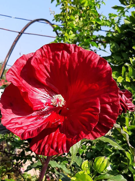  - 00-De vanzare seminte hibiscus moscheutos pachet mixt