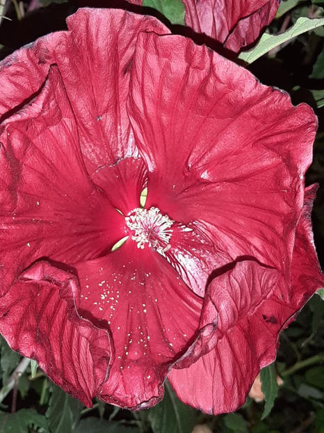  - 00-De vanzare seminte hibiscus moscheutos pachet mixt