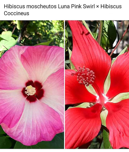  - 00-De vanzare seminte hibiscus moscheutos pachet mixt