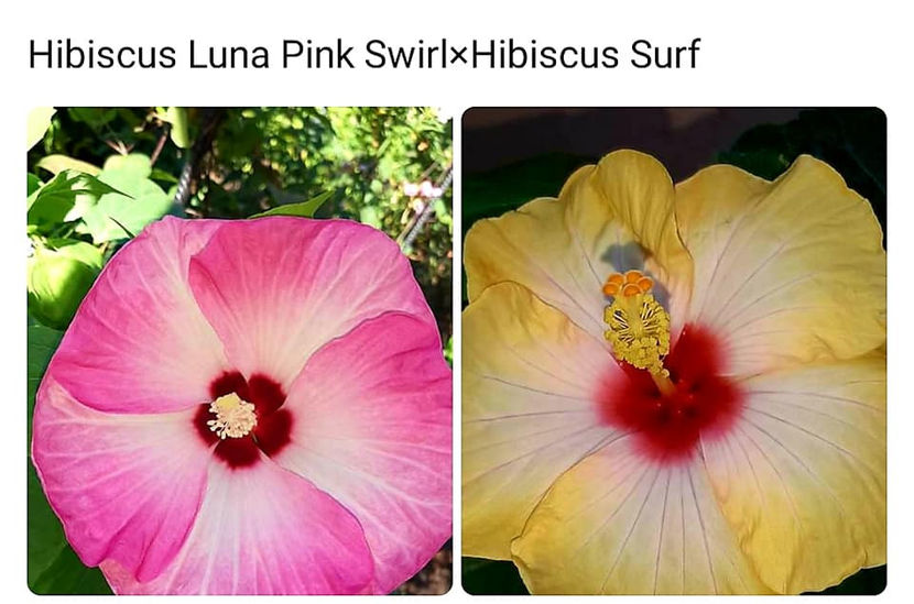  - 00-De vanzare seminte hibiscus moscheutos pachet mixt