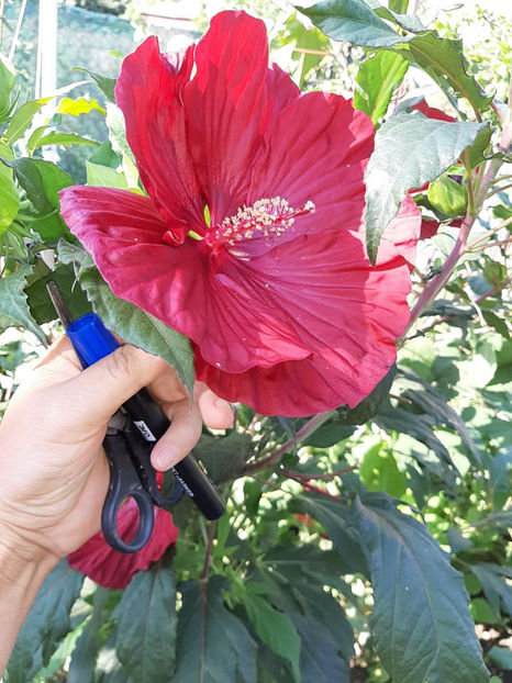  - 00-De vanzare seminte hibiscus moscheutos pachet mixt