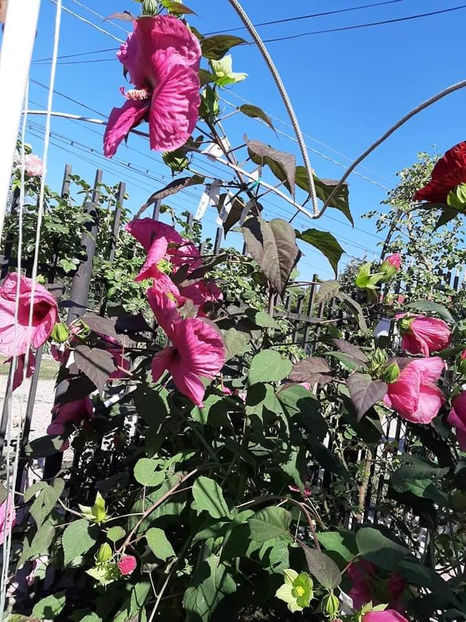  - 00-De vanzare seminte hibiscus moscheutos pachet mixt