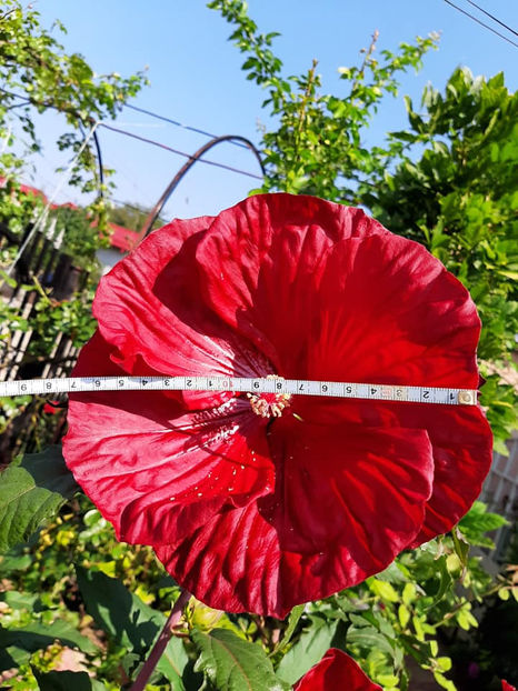  - 00-De vanzare seminte hibiscus moscheutos pachet mixt