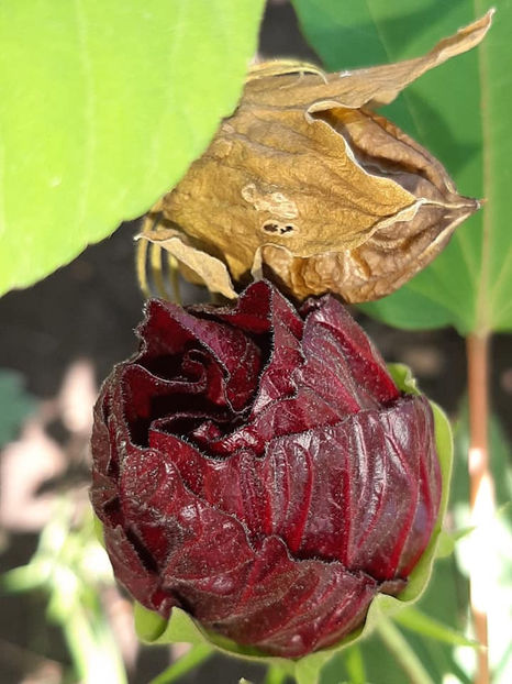  - 00-De vanzare seminte hibiscus moscheutos pachet mixt