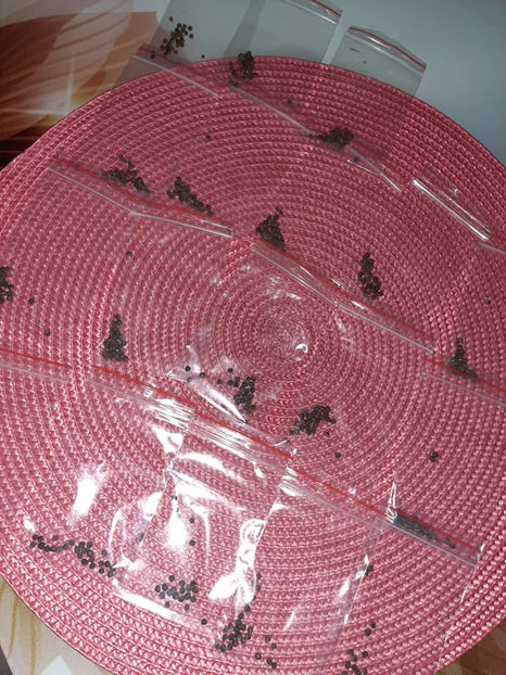  - 00-De vanzare seminte hibiscus moscheutos pachet mixt