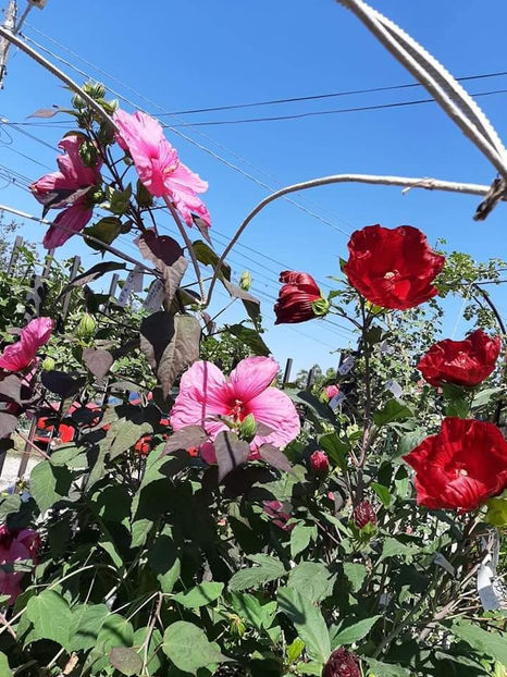  - 00-De vanzare seminte hibiscus moscheutos pachet mixt