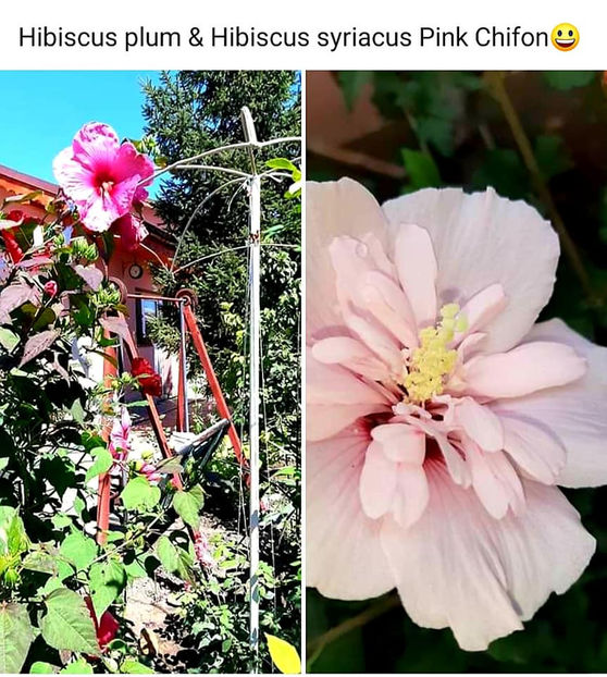  - 00-De vanzare seminte hibiscus moscheutos pachet mixt