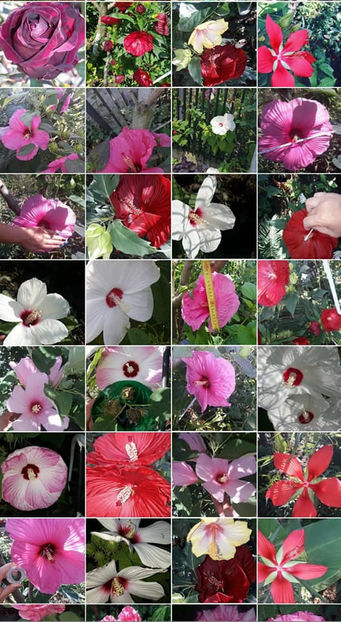  - 00-De vanzare seminte hibiscus moscheutos pachet mixt