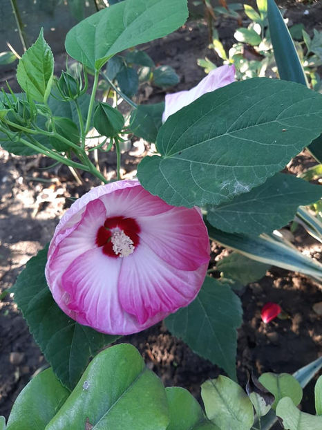  - 00-De vanzare seminte hibiscus moscheutos pachet mixt