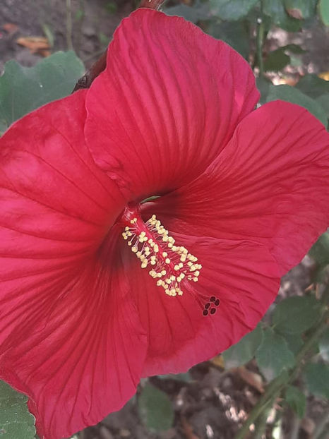  - 00-De vanzare seminte hibiscus moscheutos pachet mixt