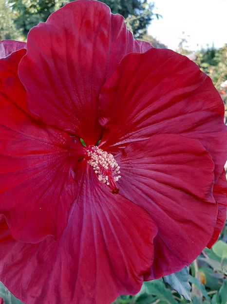  - 00-De vanzare seminte hibiscus moscheutos pachet mixt