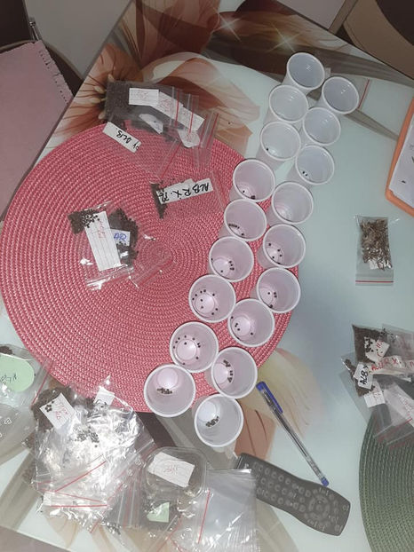  - 00-De vanzare seminte hibiscus moscheutos pachet mixt