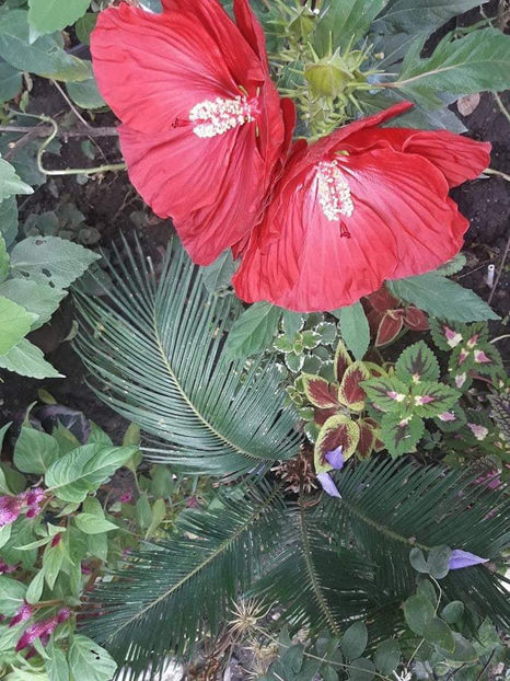  - Hibiscus Moscheutos