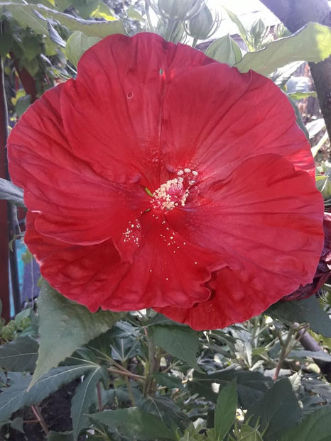  - Hibiscus Moscheutos