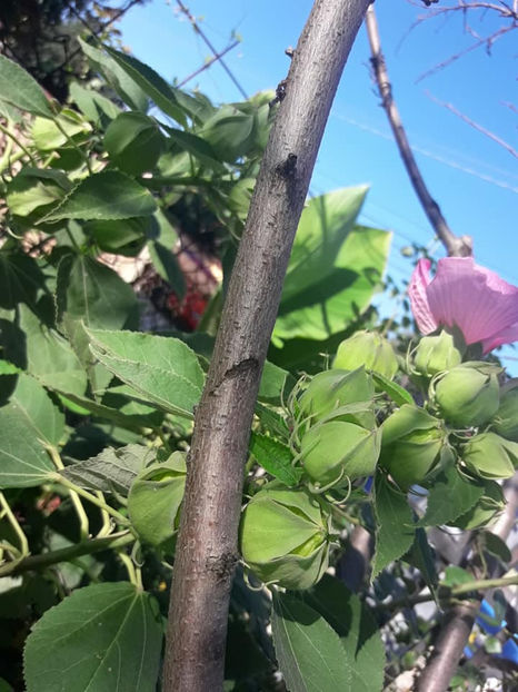  - Hibiscus Moscheutos