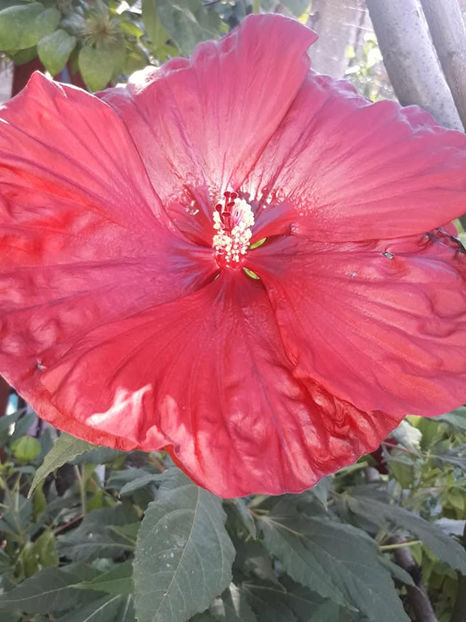 - Hibiscus Moscheutos