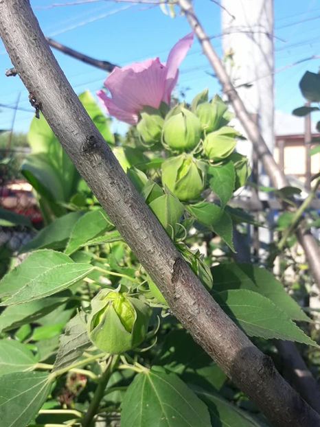  - Hibiscus Moscheutos